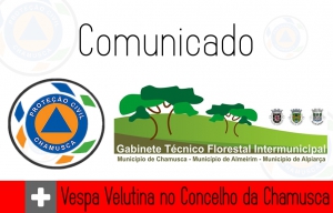 VESPA VELUTINA NO CONCELHO DA CHAMUSCA