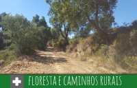 Município da Chamusca mantém vigilância atenta à limpeza da floresta