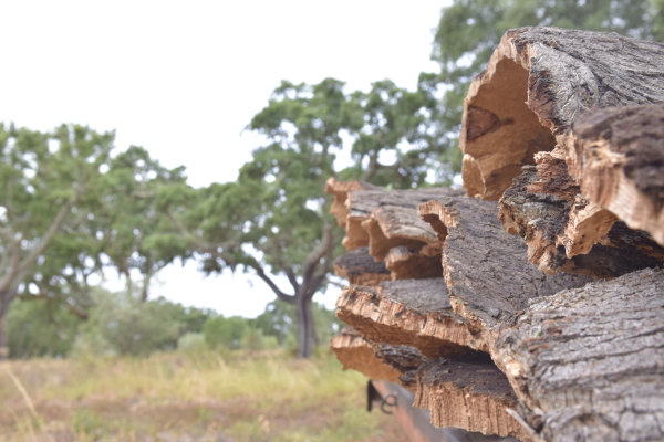 Charneca e Campina . Chouto