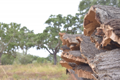 Charneca e Campina . Chouto