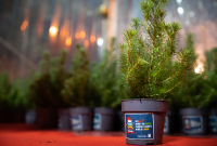 Chamusca devolve 1000 pinheiros de Natal à Natureza, no dia 28 de janeiro