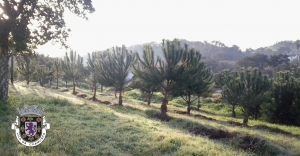 Reflorestação do Casal do Leme