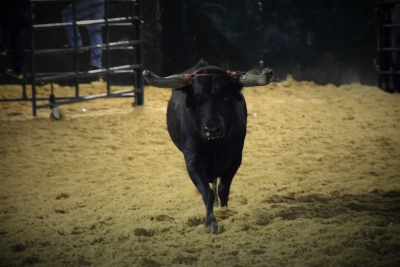 Toiros e Fado Ascensão 2016