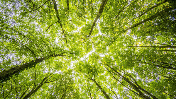Zona de Intervenção Florestal do Concelho