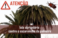 Escaravelho da Palmeira