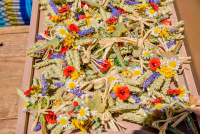 A Espiga e a Ascensão