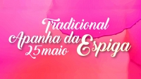 Apanha da Espiga