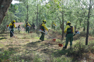 Brigada de Sapadores da Lezíria intervém na gestão e ordenamento da floresta na Chamusca