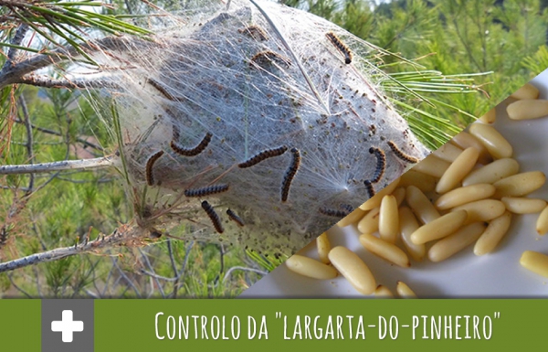 Controlo da "lagarta-do-pinheiro"
