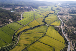 Charneca e Campina . Ulme